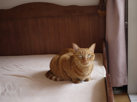 ジャイ猫 空しぇるのぇるろった編。_a0143140_2344882.jpg