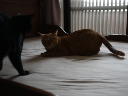 ジャイ猫 空しぇるのぇるろった編。_a0143140_234524.jpg
