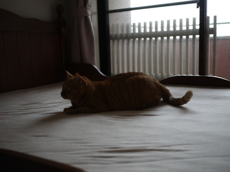 ジャイ猫 空しぇるのぇるろった編。_a0143140_23453487.jpg