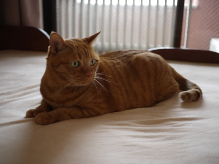 ジャイ猫 空しぇるのぇるろった編。_a0143140_23463573.jpg
