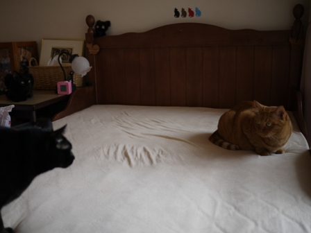 ジャイ猫 空しぇるのぇるろった編。_a0143140_23474598.jpg