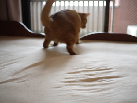 ジャイ猫 空しぇるのぇるろった編。_a0143140_2347461.jpg