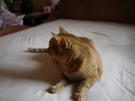 ジャイ猫 空しぇるのぇるろった編。_a0143140_2350891.jpg