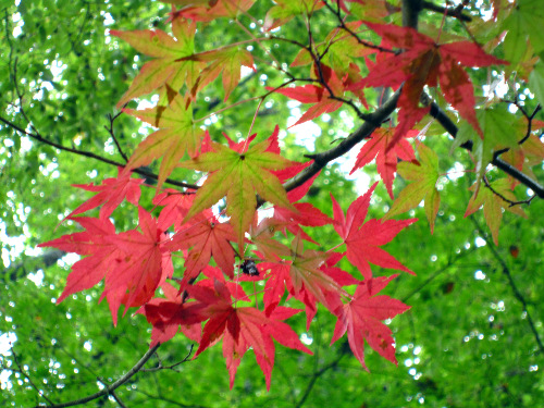 須賀川牡丹園の紅葉　下見！！　＠福島県須賀川市_f0048546_8411041.jpg