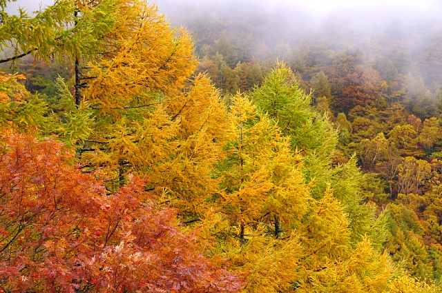 紅葉撮影記 高峰高原 嬬恋 Happy Photo Life 紅葉撮影記 高峰高原 嬬恋 Happy Photo Life
