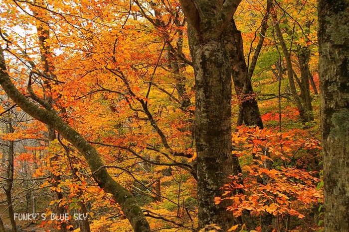 ふたたび紅葉狩りへ～♪_c0145250_1721553.jpg