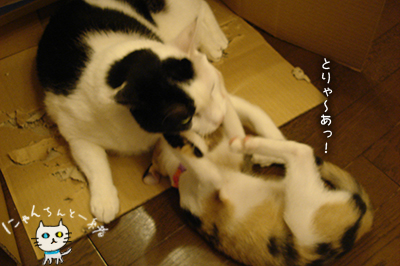 新たなる不毛な闘いPart 3_e0031853_20462937.jpg