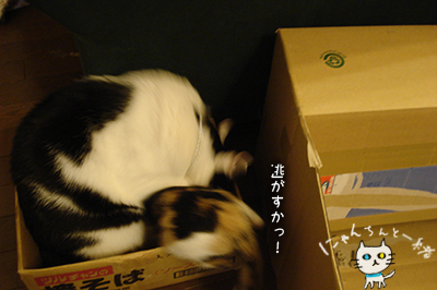 新たなる不毛な闘いPart 3_e0031853_20512096.jpg