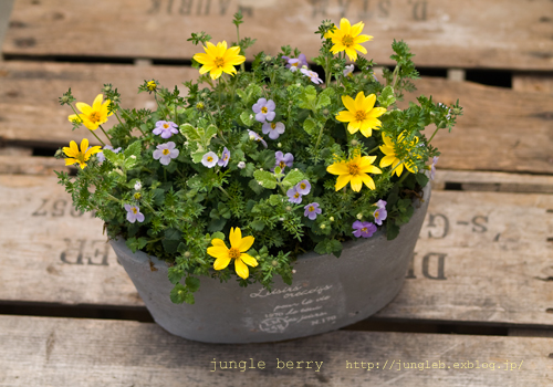 そら。ハッピービデンスいっぱいな 寄せ植え&シエルブリエと仲間達 ビデンスとバコパの寄せ植え : jungle berry