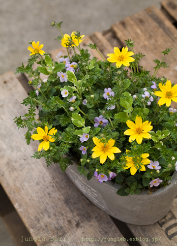 ビデンスとバコパの寄せ植え : jungle berry