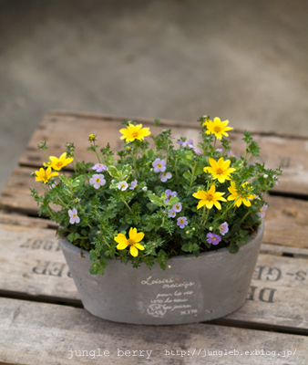 ビデンスとバコパの寄せ植え : jungle berry