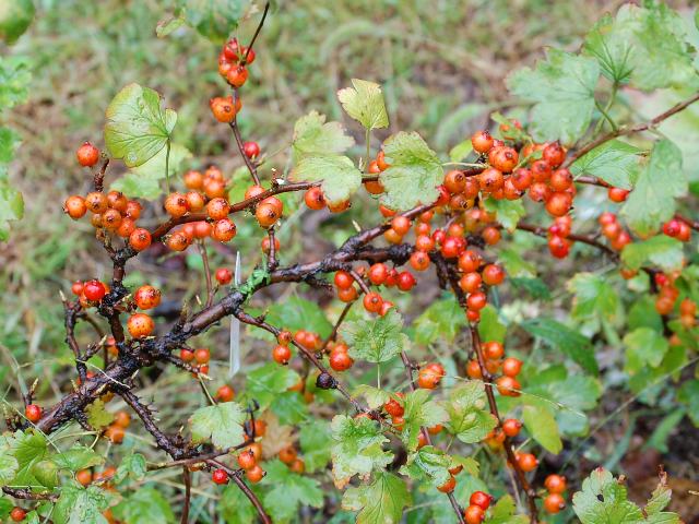 No.57 ヤブサンザシ　(メス) No.57 ヤブサンザシ (メス)