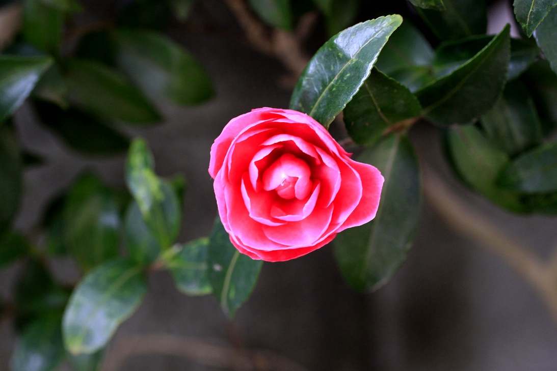 ものづくりのnippon ~サザンカ(山茶花)~_a0107574_5464076.jpg