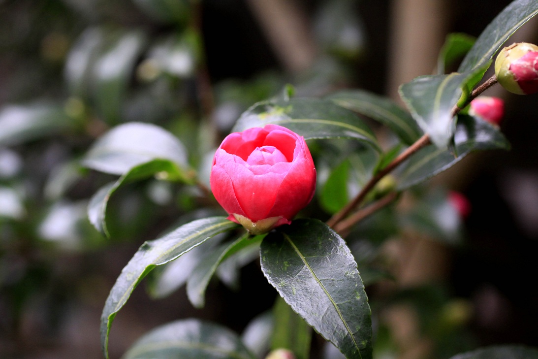 ものづくりのnippon ~サザンカ(山茶花)~_a0107574_5465329.jpg