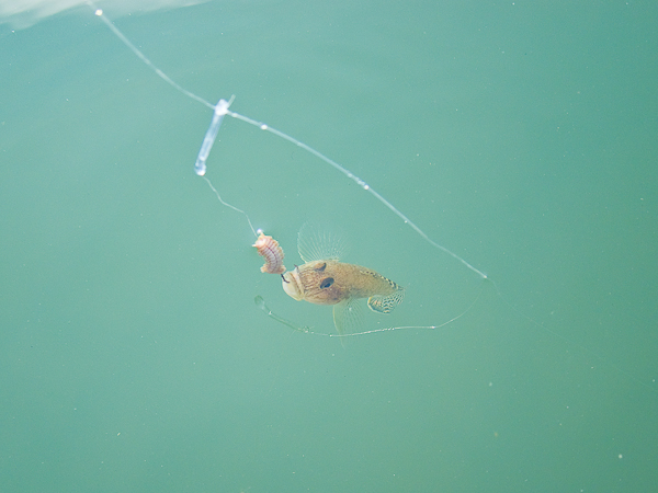 2011年　ハゼ釣り　手取川と犀川_c0203681_174342100.jpg