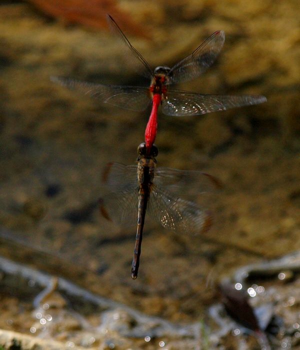 マユタテアカネの連結打空産卵_b0108186_18554331.jpg