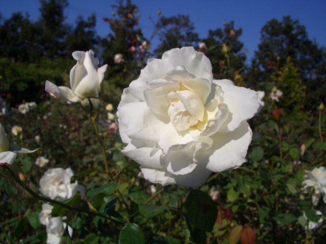 花菜ガーデンの薔薇_e0114588_1957650.jpg