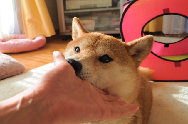 かぼちゃんの変化_a0126590_9122191.jpg