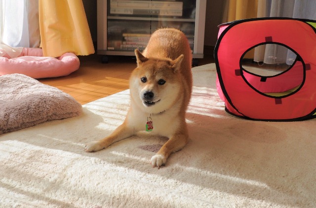 かぼちゃんの変化_a0126590_9183950.jpg