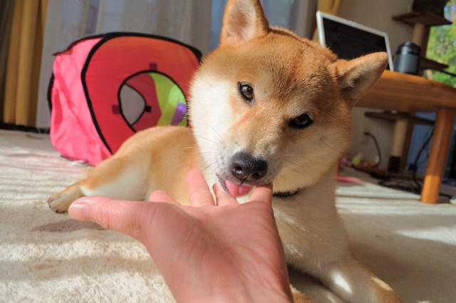 かぼちゃんの変化_a0126590_9454146.jpg