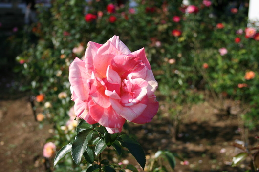 e0254792_029079.jpg