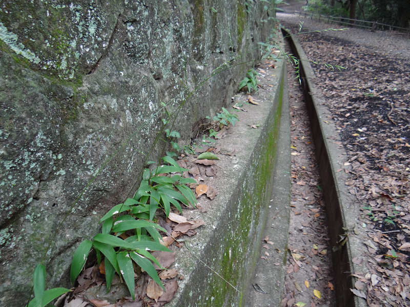 ササクサ（南公園 2011/10/07）_f0204094_8455140.jpg