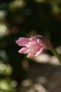 a0123003_026363.jpg