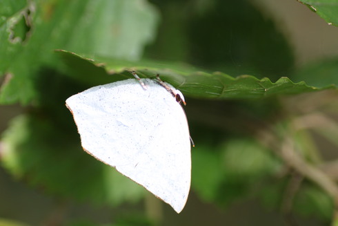 埼玉中部　　　　　　　　 クロコノマチョウ蛹他2011/10/30_d0251807_1614740.jpg