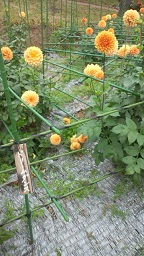 ダリア園_f0054809_1518577.jpg