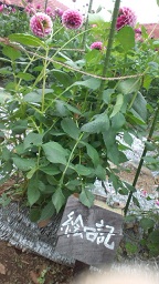 ダリア園_f0054809_15192842.jpg