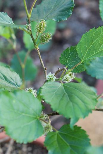 何の花だと思いますか？_a0147813_22474363.jpg