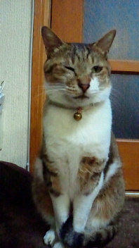 マイホーム_e0203415_044965.jpg