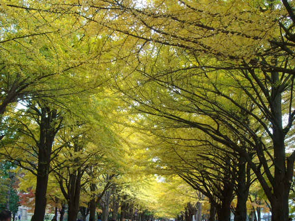 北海道大学銀杏並木_f0227323_17404259.jpg