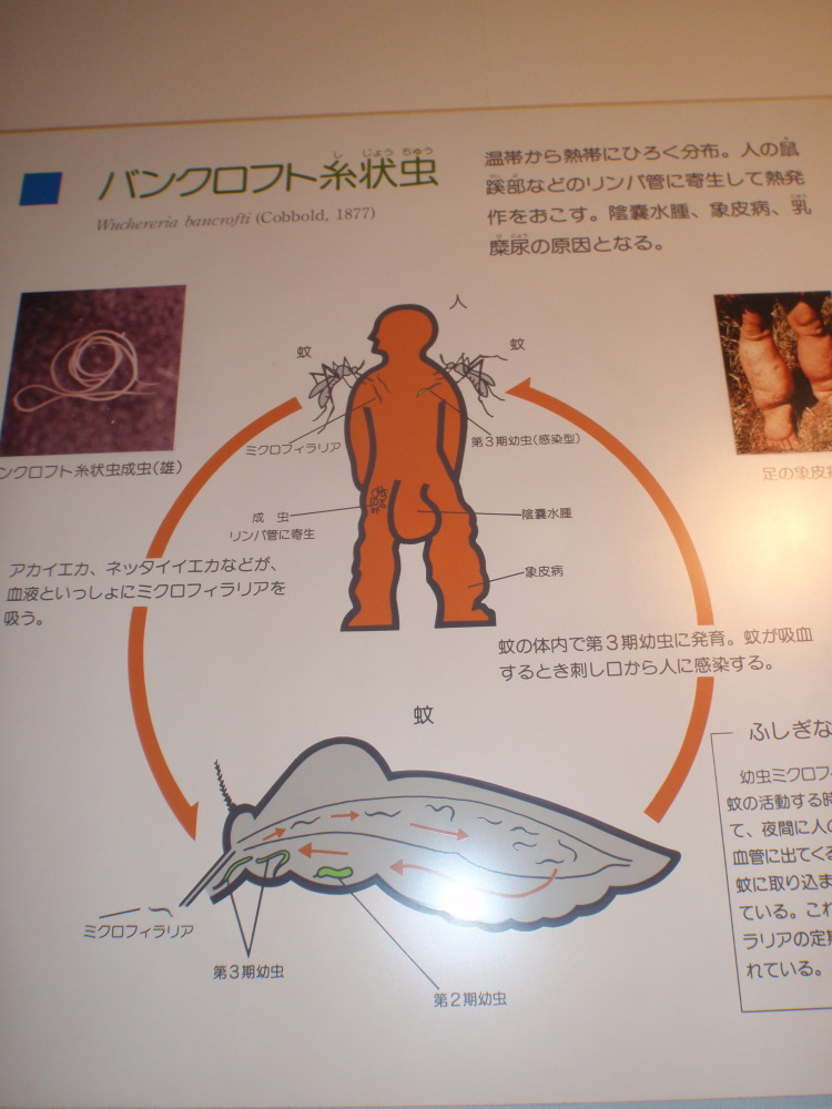 目黒寄生虫博物館　Parasite LOVERSの聖地に参りました！！_c0034029_9114528.jpg