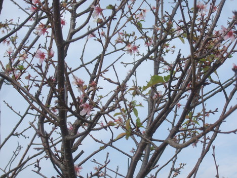 桜の花が満開....季節はずれですが？？_b0137932_12121465.jpg