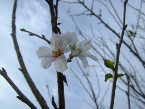 桜の花が満開....季節はずれですが？？_b0137932_12123559.jpg