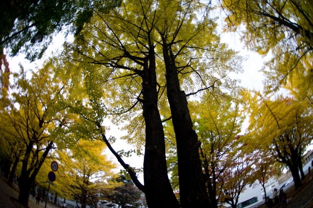 恒例の北大銀杏並木。_c0051132_18592920.jpg