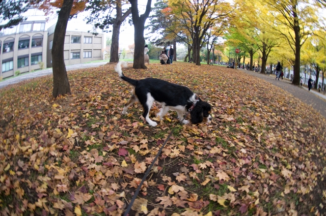 恒例の北大銀杏並木。_c0051132_18594668.jpg