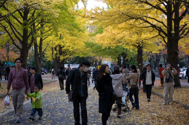 恒例の北大銀杏並木。_c0051132_19225965.jpg
