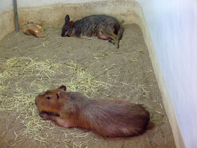 まったり秋の午後_a0179837_1723335.jpg