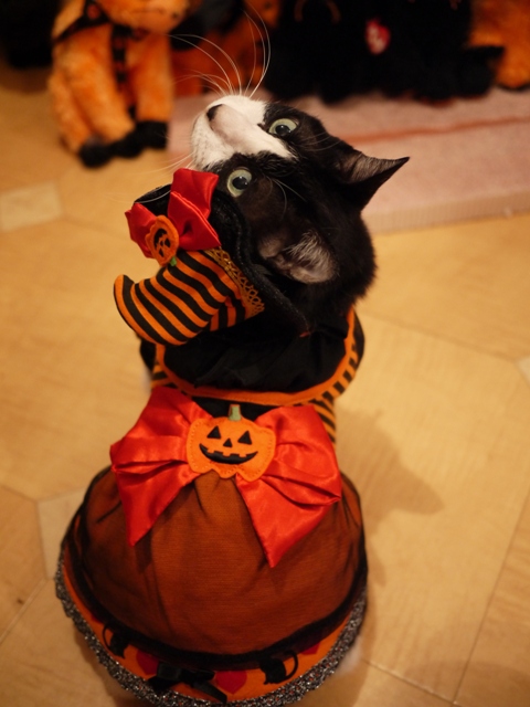 ハロウィンイヴ猫 空編。_a0143140_22594222.jpg