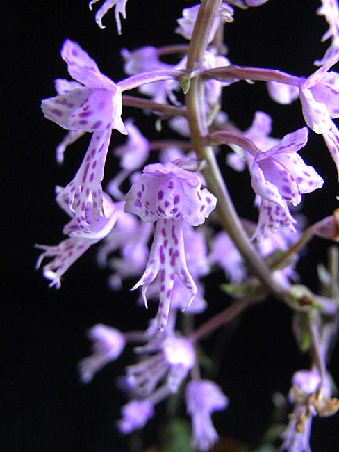 Stenoglottis longifolia_b0135345_12245425.jpg