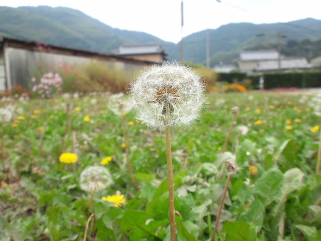 草むらだけど私には花園☆_f0183846_9303974.jpg
