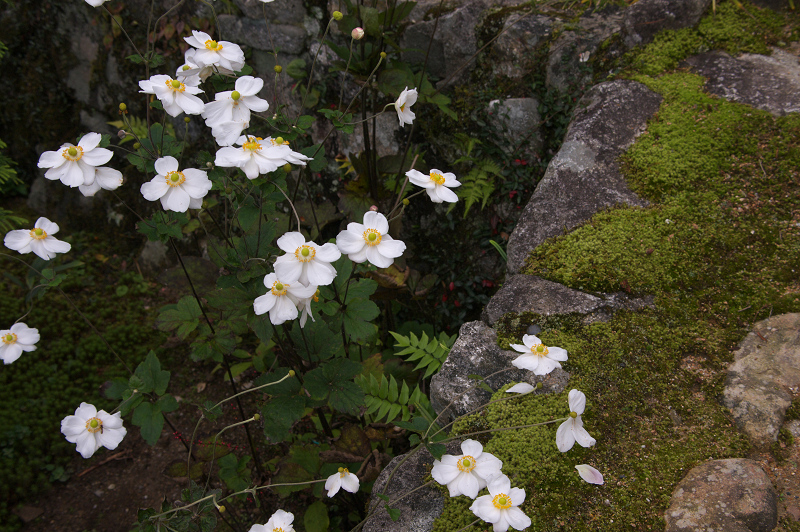 秋の花咲くお庭（実光院・後編）_f0155048_22111353.jpg