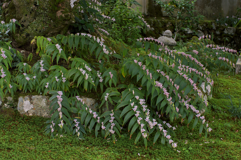 秋の花咲くお庭（実光院・後編）_f0155048_22115732.jpg