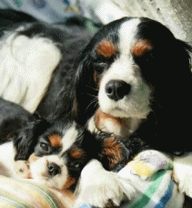 c0145250_1235059.gif