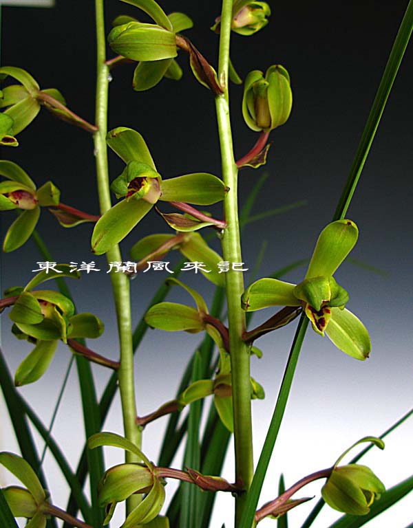 中国蘭一茎九華「老染字」　　　　　　　　　　　　　　　Ｎｏ．４２０_f0178953_23582441.jpg