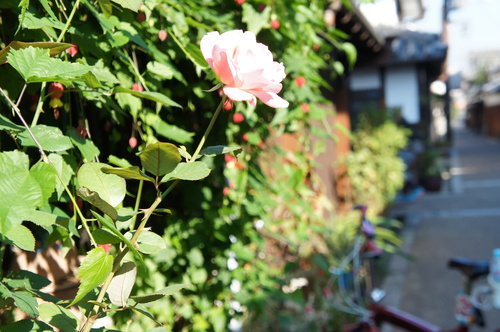 d0226154_0442580.jpg