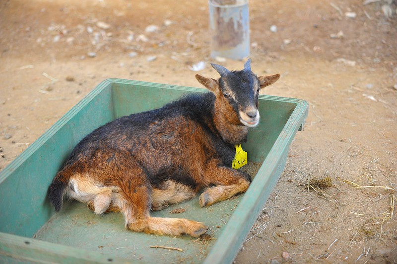 今日のヤギ44（埼玉県こども動物自然公園編）_a0142056_21543913.jpg