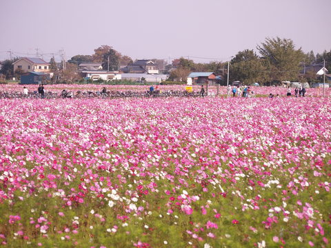 コスモスフェスタ 越谷市 私生活情景 コスモスフェスタ 越谷市 私生活情景